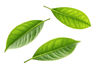 Naklejka premium Fresh green leaf with visible veins and texture isolated on transparency background showing natural beauty and vibrant lemon freshness