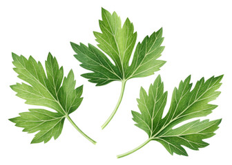 Fresh lovage leaf with vibrant green color and detailed veins isolated on transparency background showing natural texture and shape