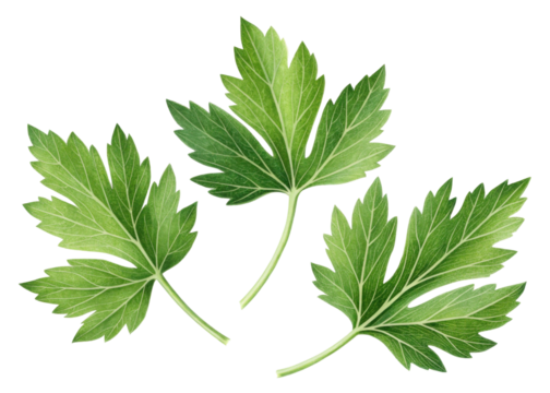 Fresh lovage leaf with vibrant green color and detailed veins isolated on transparency background showing natural texture and shape