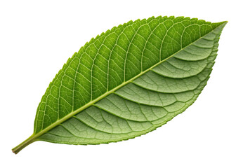 Obraz premium Fresh green matcha leaf with detailed veins and texture isolated on transparency background showing natural beauty and vibrant color