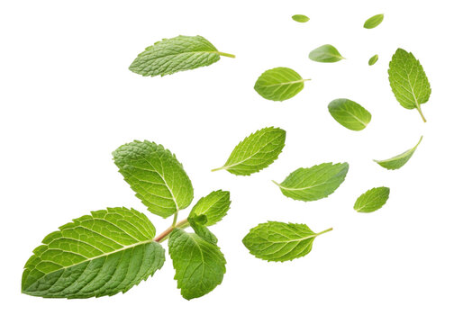 Fresh mint leaf collection with various sizes and shapes isolated on transparent background showing natural texture and vibrant green color