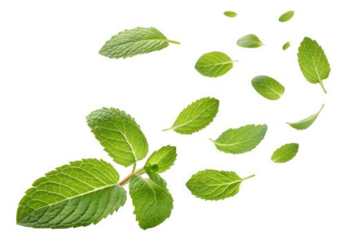 Fresh mint leaf collection with various sizes and shapes isolated on transparent background showing natural texture and vibrant green color