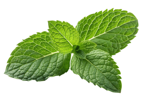 Fresh mint leaf with vibrant green texture and detailed veins creating natural and refreshing look perfect for culinary or herbal use