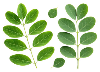 Fototapeta premium Moringa leaf with fresh green leaves isolated on transparency background showing natural texture and healthy plant details in bright light