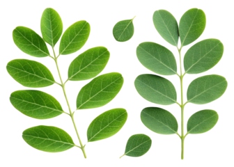 Moringa leaf with fresh green leaves isolated on transparency background showing natural texture and healthy plant details in bright light