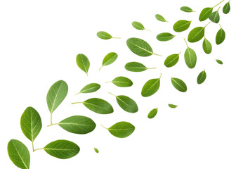 Fresh moringa leaf collection with vibrant green color and natural texture floating on transparent background for healthy concept
