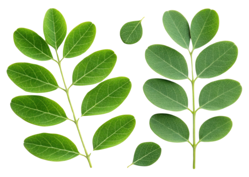 Moringa leaf with fresh green leaves isolated on transparency background showing natural texture and healthy plant details in bright light