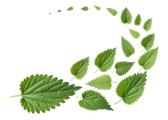 Nettle leaf arranged in swirling pattern showing various sizes of fresh green leaves with detailed veins and serrated edges