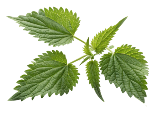 Nettle leaf with serrated edges and visible veins showing natural green texture and fresh appearance in close up view