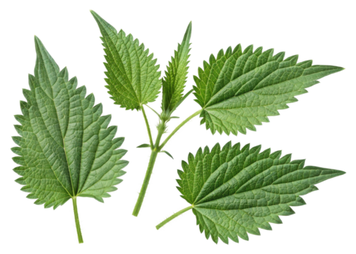 Nettle leaf with serrated edges and visible veins showing natural texture and vibrant green color in close up isolated on transparency background