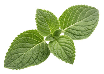 Fresh oregano leaf with vibrant green texture and detailed veins creating natural and lively appearance in this close up image