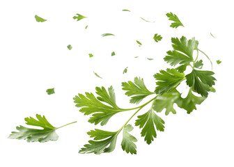 Fototapeta premium Fresh parsley leaf with scattered small leaf pieces floating in air creating natural and lively green herb scene