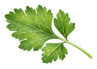 Fresh parsley leaf with vibrant green color and detailed veins perfect for culinary use and natural decoration
