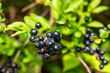 spring Arona bush with black berries blooms