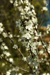 spring streets in one area of Munich cherry blossom