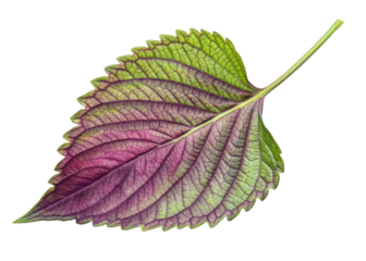 Vibrant perilla leaf with green and purple hues shows detailed veins and serrated edges creating natural and fresh look