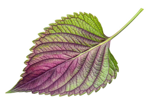 Vibrant perilla leaf with green and purple hues shows detailed veins and serrated edges creating natural and fresh look