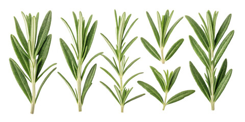 Fresh rosemary leaf sprigs with vibrant green color and natural texture perfect for cooking and herbal use in lively arrangement