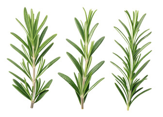 Fresh rosemary leaf sprigs isolated on transparency background with vibrant green color and natural texture for cooking and herbal use
