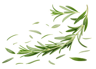 Fresh rosemary leaf sprigs with scattered leaves create natural and aromatic herb composition perfect for cooking and decoration