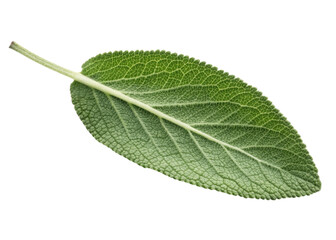 Obraz premium Fresh green sage leaf with detailed texture and veins isolated on transparency background showing natural beauty and vibrant color