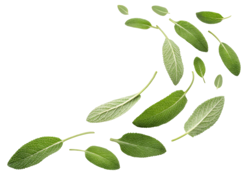 Fresh sage leaf collection with natural texture and vibrant green color isolated on transparent background for herbal and culinary use