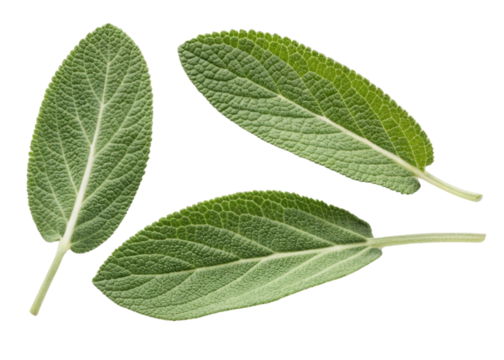 Fresh green sage leaf close up with detailed texture and natural veins isolated on transparency background for herbal and culinary use