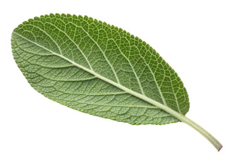 Obraz premium Fresh green sage leaf with detailed veins and texture isolated on transparency background showing natural beauty and vibrant color