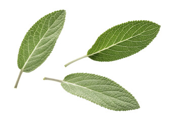 Fototapeta premium Fresh green sage leaf with detailed texture and natural veins isolated on transparency background for herbal and culinary use