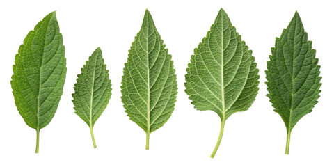 Green leaf collection with sesame texture showing natural veins and fresh organic details in various sizes and shapes for botanical design