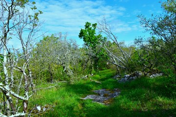 Fototapeta premium Beautifuk springtime forest with grass covering the ground in Kras, Slovenia