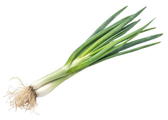 Fresh spring onion with green leaves and white bulb isolated on transparency background perfect for cooking and healthy food ingredient