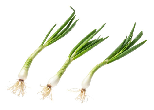 Fresh spring onion with green leaves and white bulbs isolated on transparency background showing natural texture and healthy roots