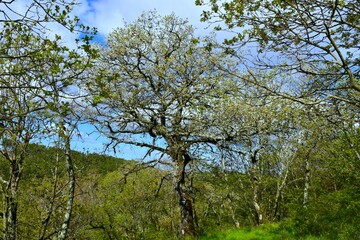 Downy oak (Quercus pubescens) tree in spring