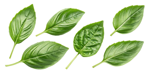 Sweet fresh basil leaf collection with vibrant green color and natural texture perfect for cooking and garnishing dishes