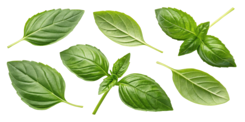 Sweet fresh basil leaf collection with vibrant green color and smooth texture perfect for cooking and garnishing dishes
