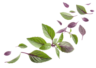 Fresh thai basil leaf with green and purple colors floating isolated on transparent background for healthy food and herb concept