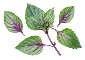 Fototapeta premium Thai basil leaf fresh green herb with purple veins and stems isolated on transparency background for cooking and decoration