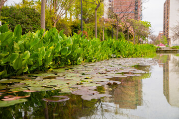 Urban pond with lily pads and green plants
