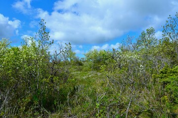 Meadow with white blooming shrubs in spring