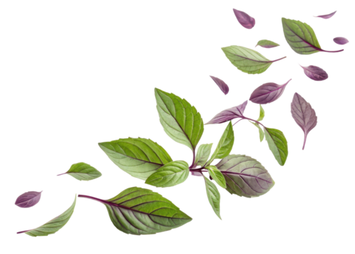 Fresh thai basil leaf with green and purple colors floating isolated on transparent background for healthy food and herb concept