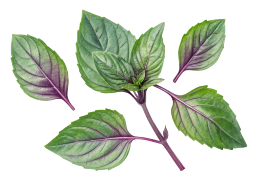 Thai basil leaf fresh green herb with purple veins and stems isolated on transparency background for cooking and decoration