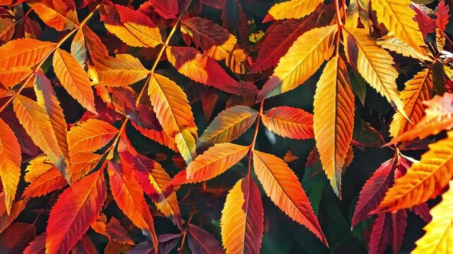 Colorful Autumn Leaves