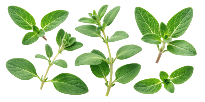 Fresh thyme leaf herb with green leaf closeup isolated on transparency background for cooking and seasoning