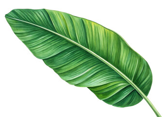 Obraz premium Tropical banana leaf with vibrant green color and detailed texture creating fresh and natural atmosphere perfect for design and decoration