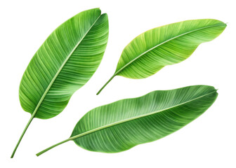 Tropical banana leaf set with vibrant green color and natural texture perfect for design and decoration projects in fresh tropical style