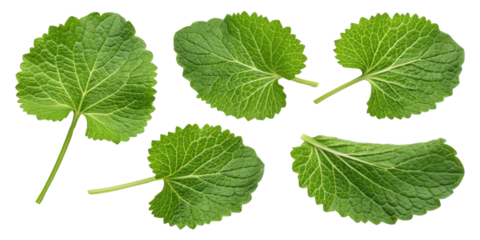 Wasabi leaf fresh green herb with natural texture and veins isolated on transparency background wasabi leaf adds vibrant color and flavor to dishes