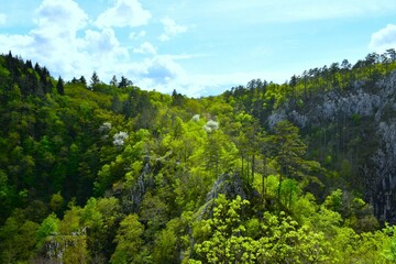 Spring forest at Velika dolina in Škocjan caves in Primorska, Slovenia © kato08