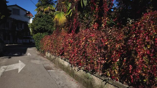 Walking along a fence overgrown with Virginia Creeper or wild grape or five-leaved ivy. Mediterranean vegetation in Lovran, Croatia. Red autumnal foliage and green palm leaves on the street.