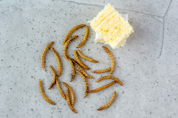 Worms for cooking. Mealworms on a stone background.